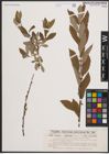 Foto von Salix cinerea L. x Salix nigricans Sm.